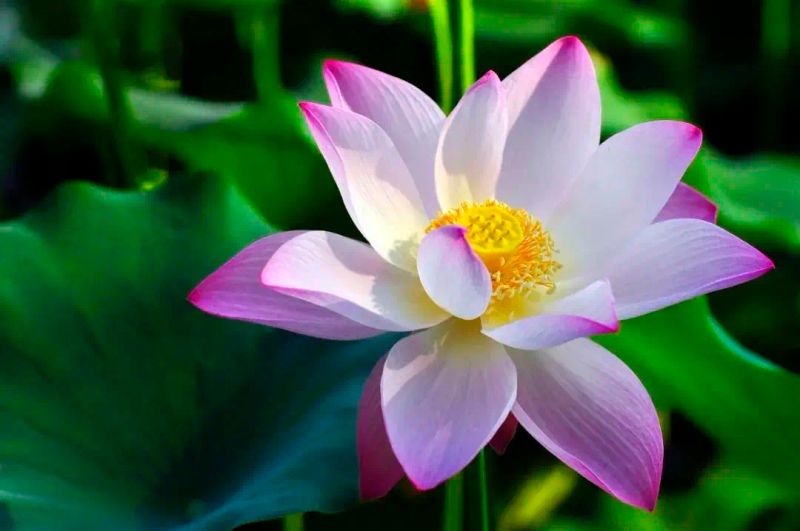 广州莲花山门票多少钱