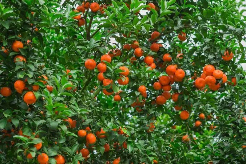 Sugar orange cultivation techniques