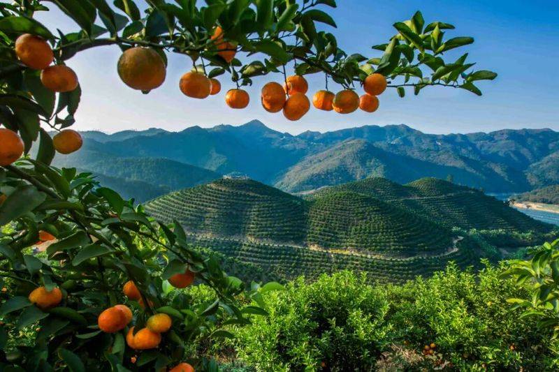 Sugar orange cultivation techniques