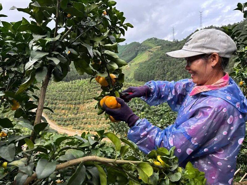 Sugar orange cultivation techniques