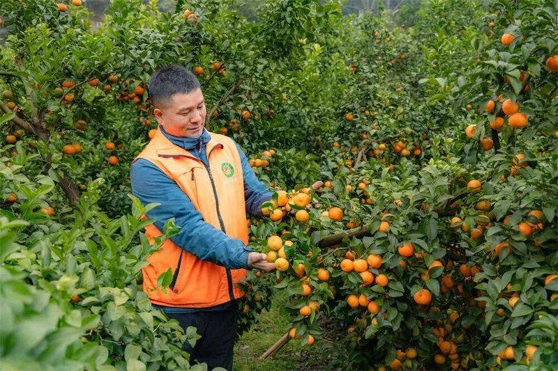 Sugar orange cultivation techniques