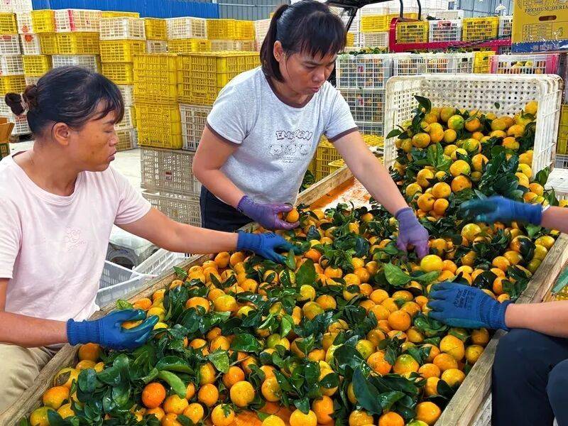 Sugar orange cultivation techniques