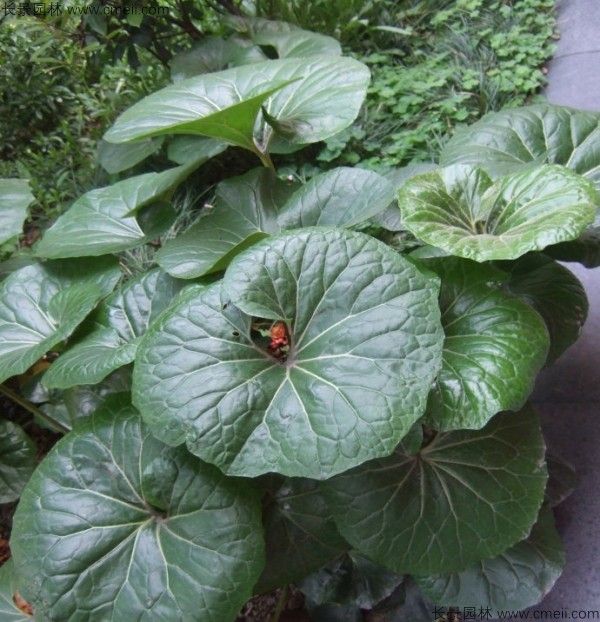 耧斗菜的种植方法