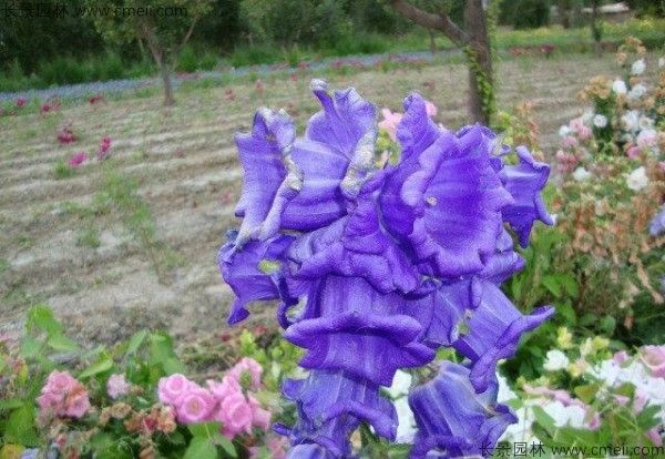 耧斗菜的种植方法