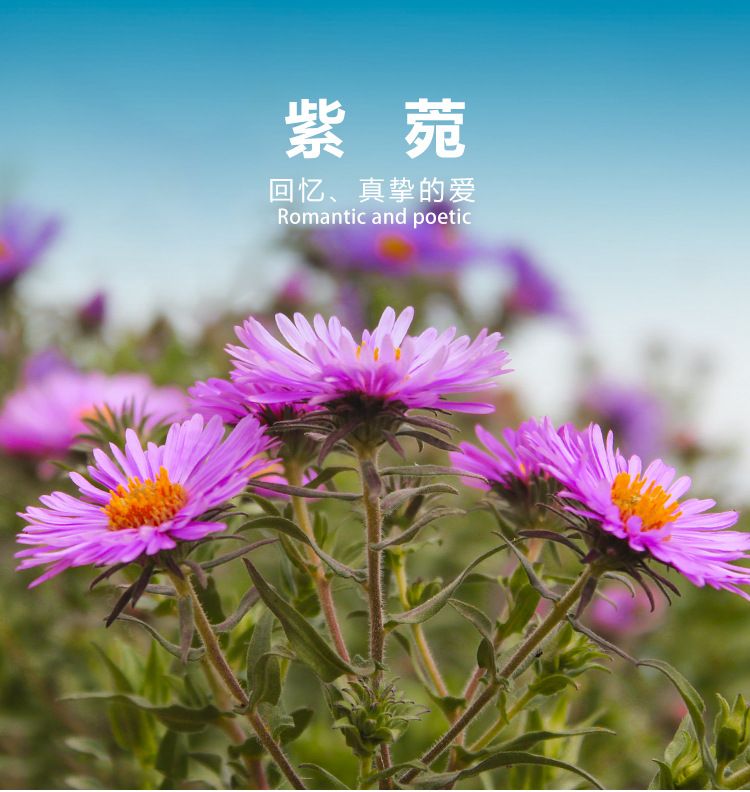 耧斗菜的种植方法