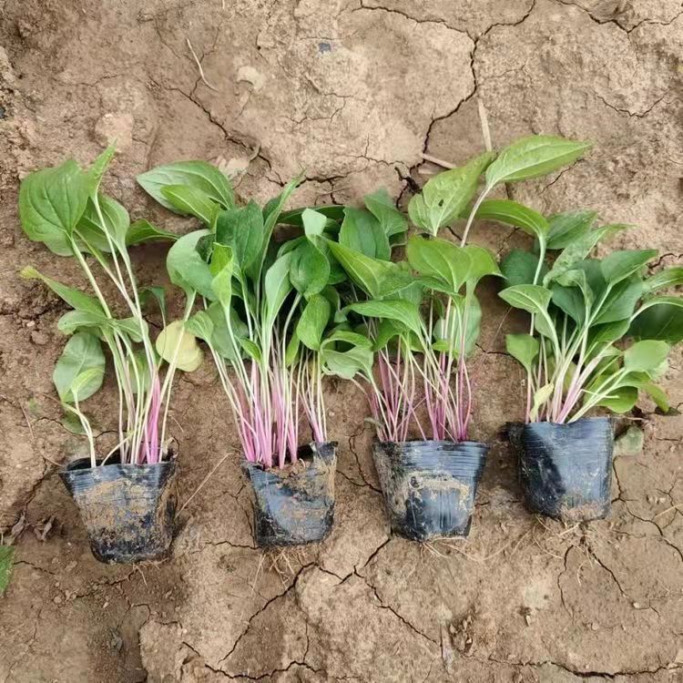 耧斗菜的种植方法