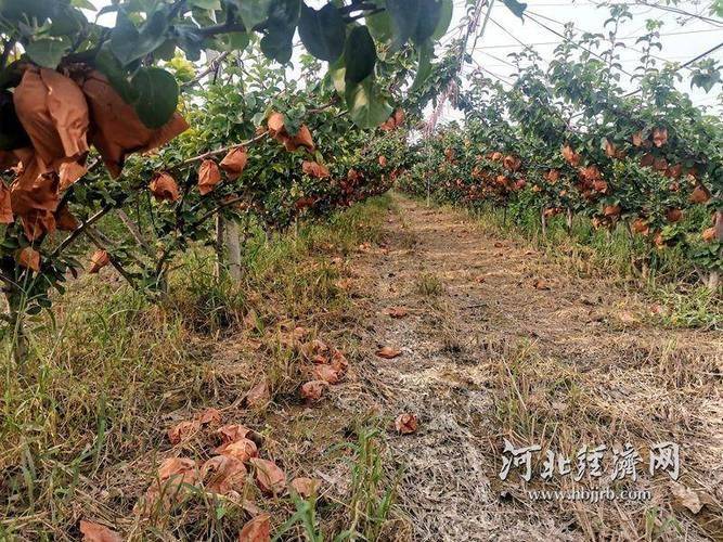What kind of fruit trees do the northeast grow