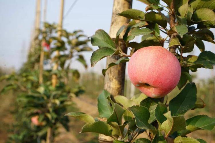 What kind of fruit trees do the northeast grow