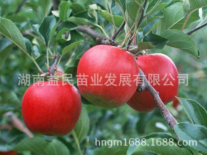 阳台葡萄树的种植方法