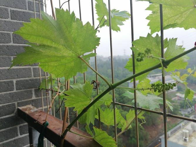 阳台葡萄树的种植方法