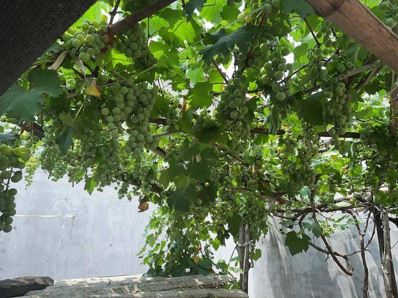 阳台葡萄树的种植方法