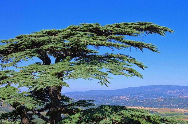 What landscape plants are planted below the cedar?