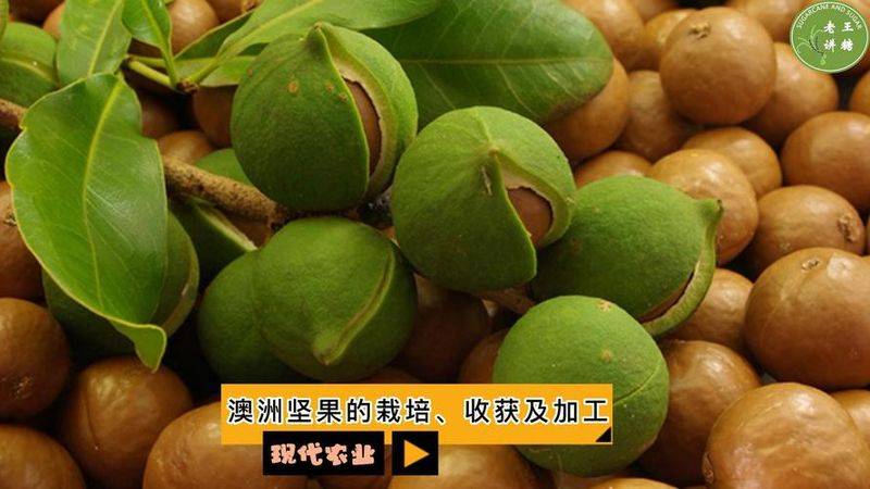 澳洲坚果种植技术视频