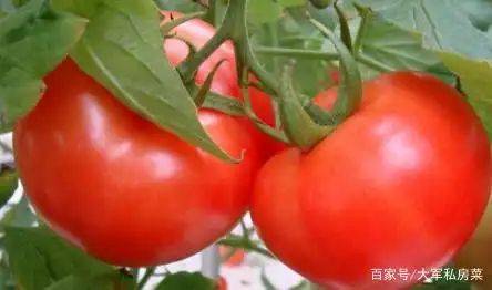 Brethren cultivation techniques