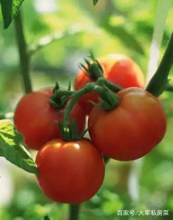 Brethren cultivation techniques