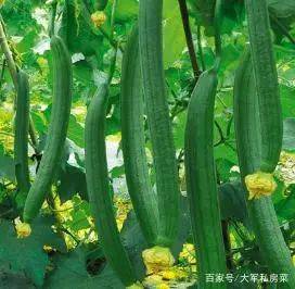 Brethren cultivation techniques