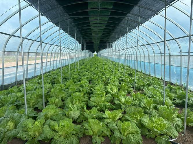Vegetable farming techniques