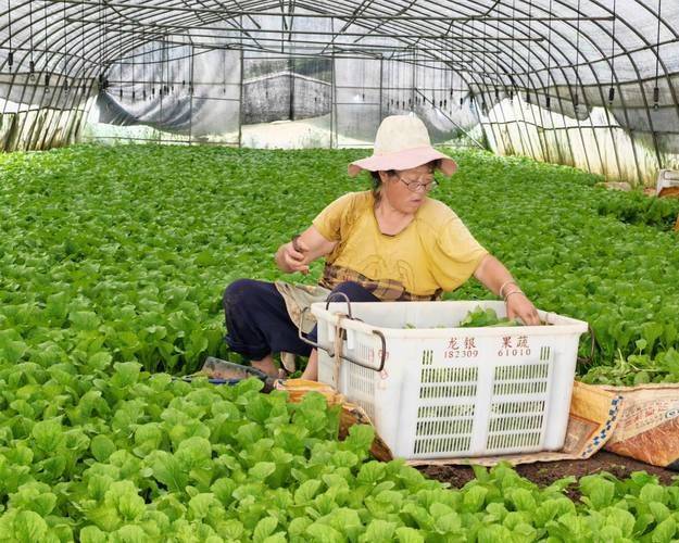 Vegetable farming techniques