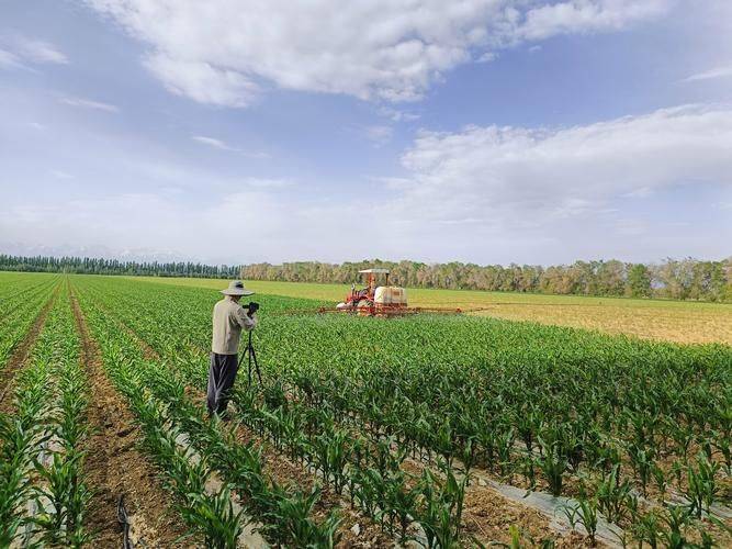 Vegetable farming techniques