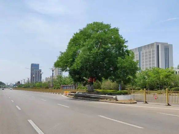 东北适合种植什么果树