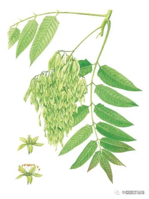 东北适合种植什么果树
