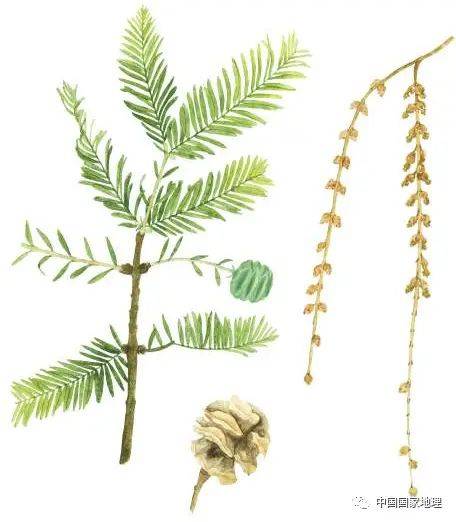东北适合种植什么果树
