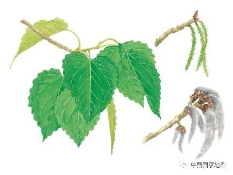 东北适合种植什么果树