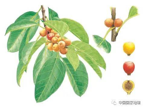 东北适合种植什么果树