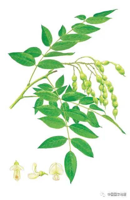 东北适合种植什么果树