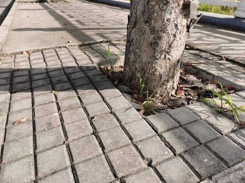 东北适合种植什么果树