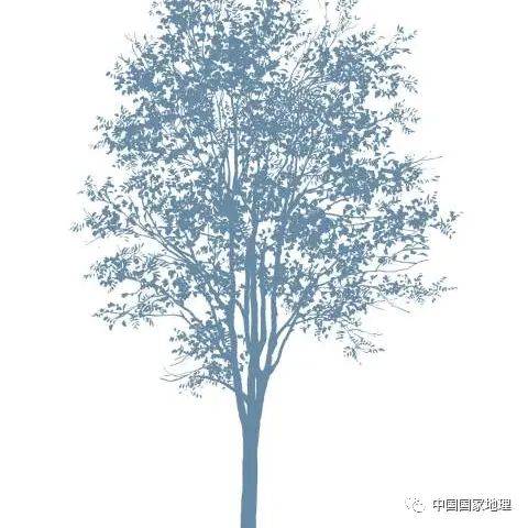 东北适合种植什么果树