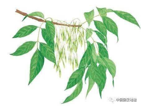 东北适合种植什么果树