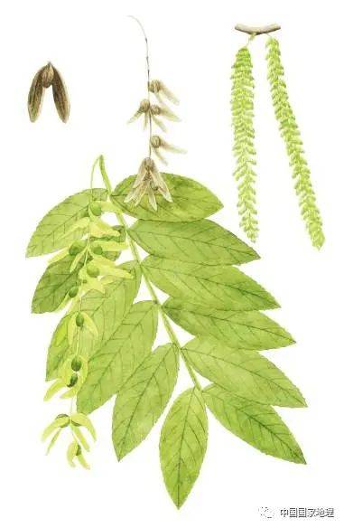 东北适合种植什么果树