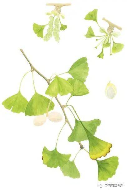 东北适合种植什么果树