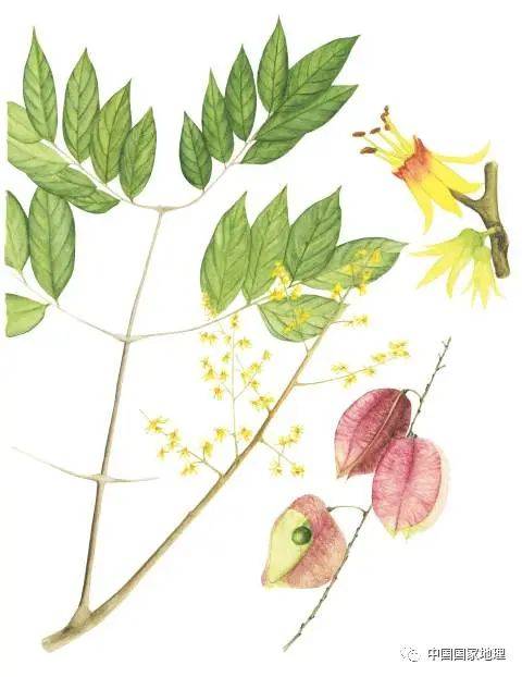 东北适合种植什么果树