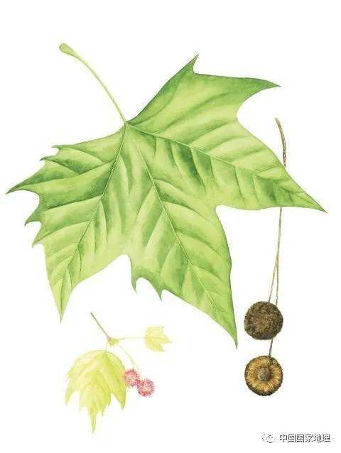 东北适合种植什么果树