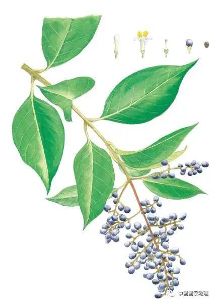 东北适合种植什么果树
