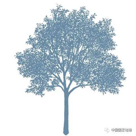 东北适合种植什么果树