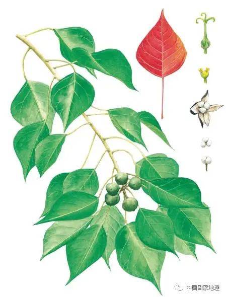 东北适合种植什么果树