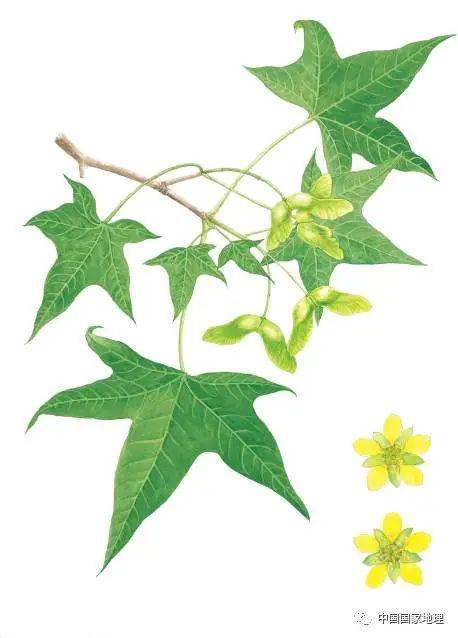 东北适合种植什么果树