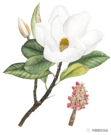 东北适合种植什么果树