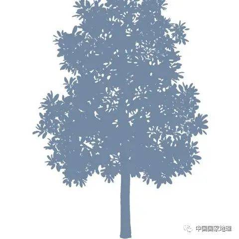 东北适合种植什么果树