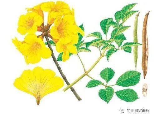 东北适合种植什么果树