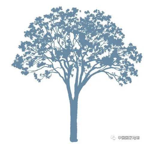 东北适合种植什么果树