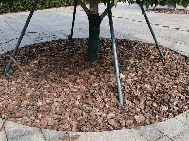 东北适合种植什么果树