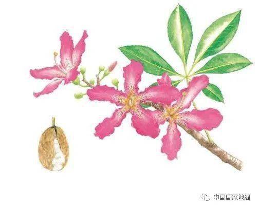 东北适合种植什么果树