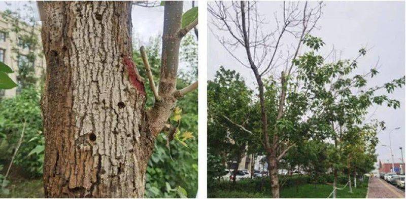 东北适合种植什么果树