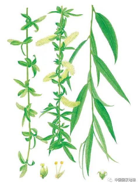 东北适合种植什么果树