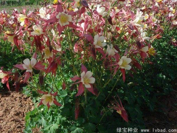 The method of planting cuisine
