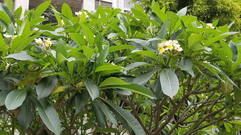 鸡蛋果种植方法